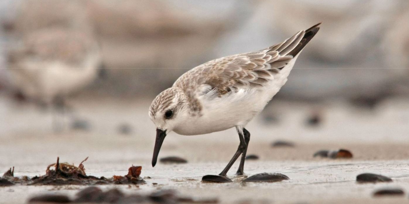 Migration Miracles - The Sanderling - NEWS